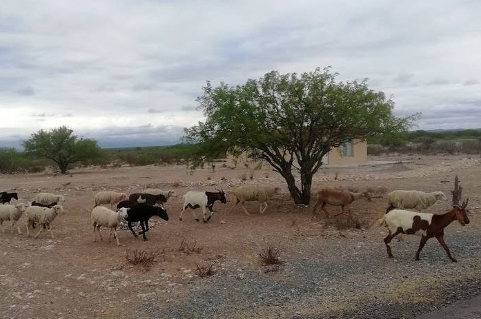 Venado pueblo magico San Luís Potosí